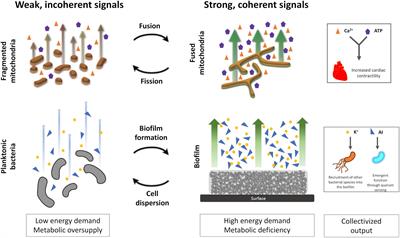 Connect and Conquer: Collectivized Behavior of Mitochondria and Bacteria